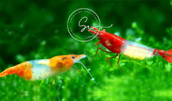 Swimming Creatures Premium Neocaridina Shrimp Fun Two-Color Combo for a Vibrant Aquarium
