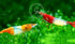 Swimming Creatures Premium Neocaridina Shrimp Fun Two-Color Combo for a Vibrant Aquarium