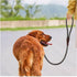 3 FT Slip Lead Dog Leash, 1/2 inch Rope for Walking and Training, No Pull Strong Nylon Leash for Medium and Large Dogs