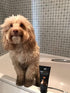 Watermans Pet Wash for Dogs & Cats, Best Dog Shampoo for Skin and Coat Problems, UK Made