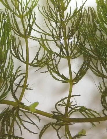 2 1 Marcus Fish Tanks Hornwort Coontail Ceratophyllum Easy Live Aquarium Plant Oxygenating Pond Plant Buy GET Extra