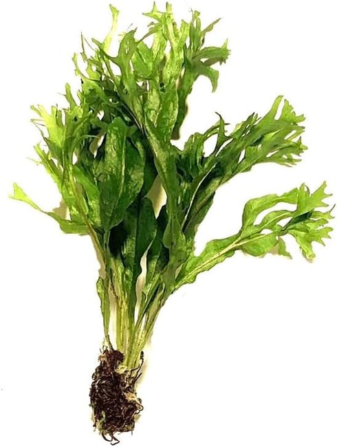 2 1 Marcus Fish Tanks Java Fern Windelov Microsorum pteropus Lace Java Fern Live Aquarium Plants for Aquatic Freshwater