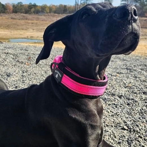 2-Inch Wide Tactical Dog Collar with Control Handle, Adjustable for Medium & Large Dogs, Military Style, USA Flag Patch