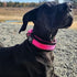 2-Inch Wide Tactical Dog Collar with Control Handle, Adjustable for Medium & Large Dogs, Military Style, USA Flag Patch