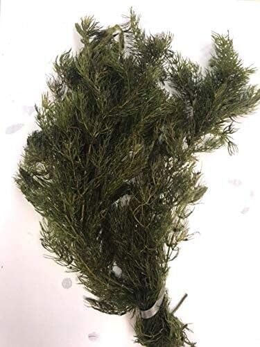 6 Pack 6 Live Aquarium Hornwort Coontail Indoor Plants - Excellent Aquarium Plant - Beautiful Effect to Aquarium - Fast