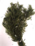 6 Pack 6 Live Aquarium Hornwort Coontail Indoor Plants - Excellent Aquarium Plant - Beautiful Effect to Aquarium - Fast