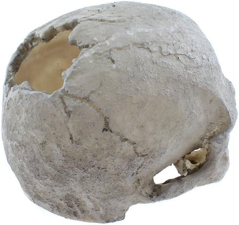 emours Reptile Hideout Skull Vivarium Aquarium Fish Tank Resin Ornament Cave Decoration, Small