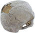 emours Reptile Hideout Skull Vivarium Aquarium Fish Tank Resin Ornament Cave Decoration, Small