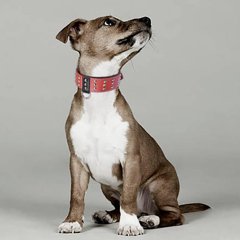 Genuine Leather Studded Dog Collar | Brazier Rivet | 2” Wide, Heavy Duty, Cushion Padding for Medium, Large, XL