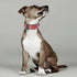 Genuine Leather Studded Dog Collar | Brazier Rivet | 2” Wide, Heavy Duty, Cushion Padding for Medium, Large, XL