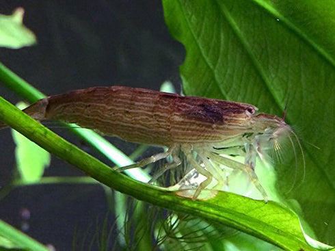2 Aquatic Arts Large Freshwater Bamboo Shrimp (Live Singapore Flower Shrimp) | Aquarium Filter | Safe