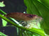 2 Aquatic Arts Large Freshwater Bamboo Shrimp (Live Singapore Flower Shrimp) | Aquarium Filter | Safe