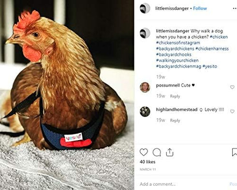 Chicken Harness Hen Size with 5.5-Foot Matching Belt, Comfortable Medium Size for Chicken Duck or Goose