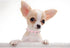 Soft PU Leather Spiked Dog Collar, Adjustable Studded Cat Collars for Girl Boy Small Breed Pet Teacup Mini Tiny Puppy
