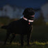 42 Pcs Puppy Collars for Litter, Adjustable ID Collars with Bell for Newborn Dogs and Cats, Reflective