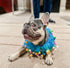 Midlee Blue Birthday Pom Pom Dog Collar (Small)