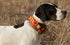 Sparky Pet Co Neon Orange ECollar Replacement Strap - Waterproof Bungee Dog Collar for Electronic Training