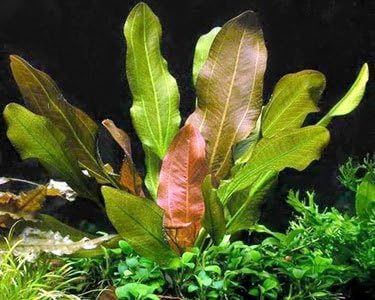 6 Rooted Live Aquarium Plant Bundle - Easy Species | Snail Free Guaranteed