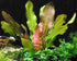 6 Rooted Live Aquarium Plant Bundle - Easy Species | Snail Free Guaranteed