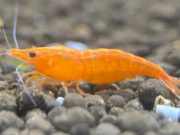 Las Vegas Exotic Fish 20 High Grade Orange Sunkist Shrimps Neocaridina Live Freshwater Shrimp Aquarium Inverts