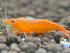 Las Vegas Exotic Fish 20 High Grade Orange Sunkist Shrimps Neocaridina Live Freshwater Shrimp Aquarium Inverts