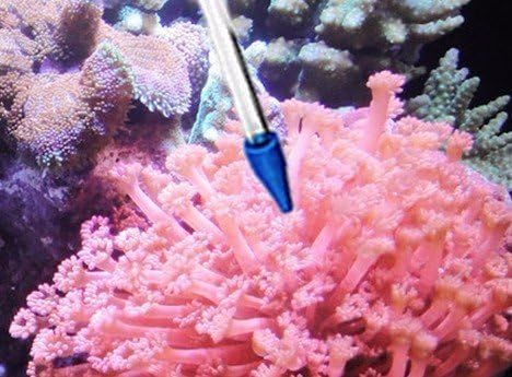 Coral Feeder SPS HPS Feeder - Short Version for Marine Fish and Reef Coral Aquarium CFT-1
