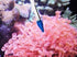 Coral Feeder SPS HPS Feeder - Short Version for Marine Fish and Reef Coral Aquarium CFT-1