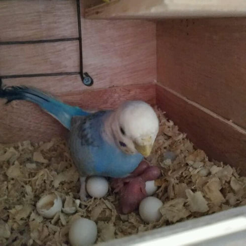 WOLEDOE 8Pcs 14mm*19mm Fake Bird Eggs, Stop Egg Laying fit Parrotlet, American Parakeet, Budgie, Diamond-Dove