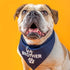 Big Brother Heart Paw Dog Bandana, 100% Cotton Adjustable Triangle for Pregnancy Announcement Photoshoot