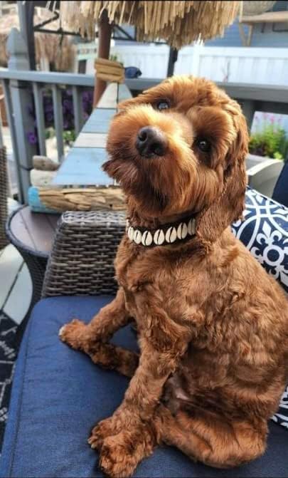 Seashell Dog Collar, Cute Dog Collar for Beach Essentials, Stylish Dog Necklace, Unique Pet Beach Gear