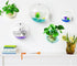 Creative Acrylic Hanging Wall Mounted Fish Tank, Mini Aquarium Planter for Home Decor