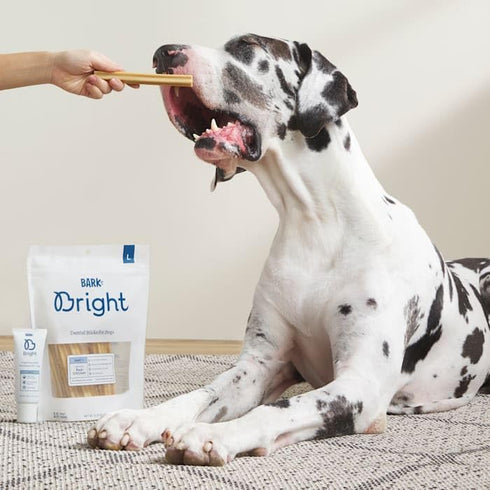 BARK Bright Dental Sticks for Large Dogs Chews, 12.2 oz, Count of 15