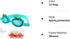 Swimming Goggles for Kids, No Leak Anti Fog UV Swim Goggles for Teens Age 3-12, Extra Ear Plugs SG7