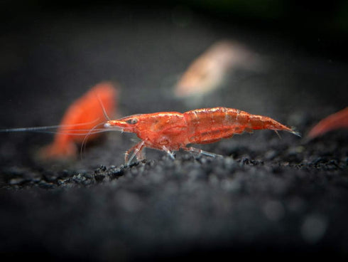 1 1/2 1 inch Aquatic Arts Live Freshwater Sakura Red Cherry Shrimp (Neocaridina davidi) - Breeding Age Young Adult