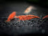 1 1/2 1 inch Aquatic Arts Live Freshwater Sakura Red Cherry Shrimp (Neocaridina davidi) - Breeding Age Young Adult
