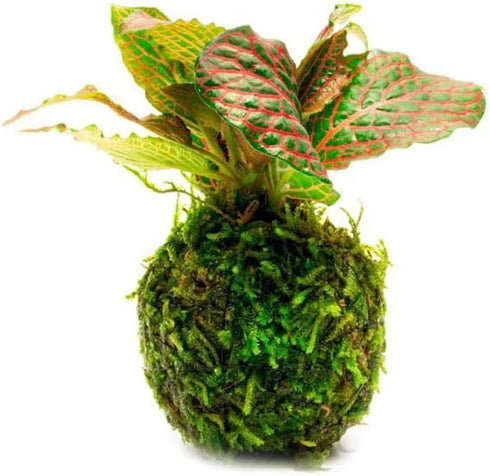 SubstrateSource Live Planted Decor - Nerve Plant (Fittonia albivenis) on Clay Moss