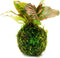 SubstrateSource Live Planted Decor - Nerve Plant (Fittonia albivenis) on Clay Moss