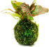 SubstrateSource Live Planted Decor - Nerve Plant (Fittonia albivenis) on Clay Moss