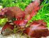Awesome Aquatic Bulb (1, Dwarf Water Lily Nymphaea Stellata Live Aquarium Plant Guarantee to Grow Rhizome Root Also