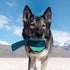 Barkbox Super Chewer Rope Dog Toy for Aggressive Chewers with Reinforced Strap (Tailspin - Large)
