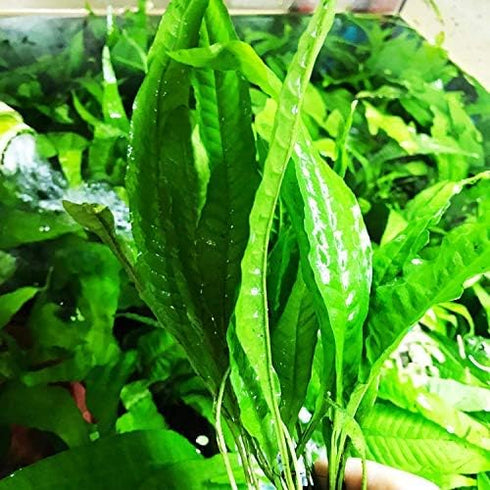 Tall Java Fern Live Aquarium Plant - Microsorum Pteropus for Freshwater Tanks