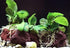 (Anubias Nana Petite Lava Stone) Anubias, Java Fern, Moss and More! Freshwater Live Aquarium Plants on Driftwood