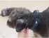 Creation Core Reflective Dog Collar with Ring - Breathable Mesh Soft Padded Adjustable Nylon Pet Collar 0.8" Wide, Blue
