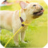 5 FT Slip Lead Dog Leash, Heavy Duty 1/2” Strong Nylon, Solid 7 Colors for Medium and Large Breeds - Yellow
