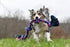 Mammoth Flossy Chews Color Rope Tug – Premium Interactive Dog Rope Toy