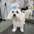40Pcs Puppy Yorkie Dog Hair Bows with Rubber Band, Pet Small Dog Girl Flower Hair Accessories for Party Christmas