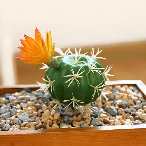 QuarenDen 4 Fake Reptile Plants, Desert Reptile Plants Succulent kit, Reptile Terrarium Decorative, Pcs, Faux Cactus