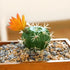 QuarenDen 4 Fake Reptile Plants, Desert Reptile Plants Succulent kit, Reptile Terrarium Decorative, Pcs, Faux Cactus