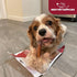 6"), Pack 8 GigaBite Bully Sticks for Dogs All Natural Beef Pizzle Dog Chews, Odor & Rawhide Free Dog Treats, Long