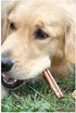 Downtown Pet Supply 6-inch Bully Sticks for Dogs, Pack of 18 - Nutrient-Rich, Odor Free Chews
